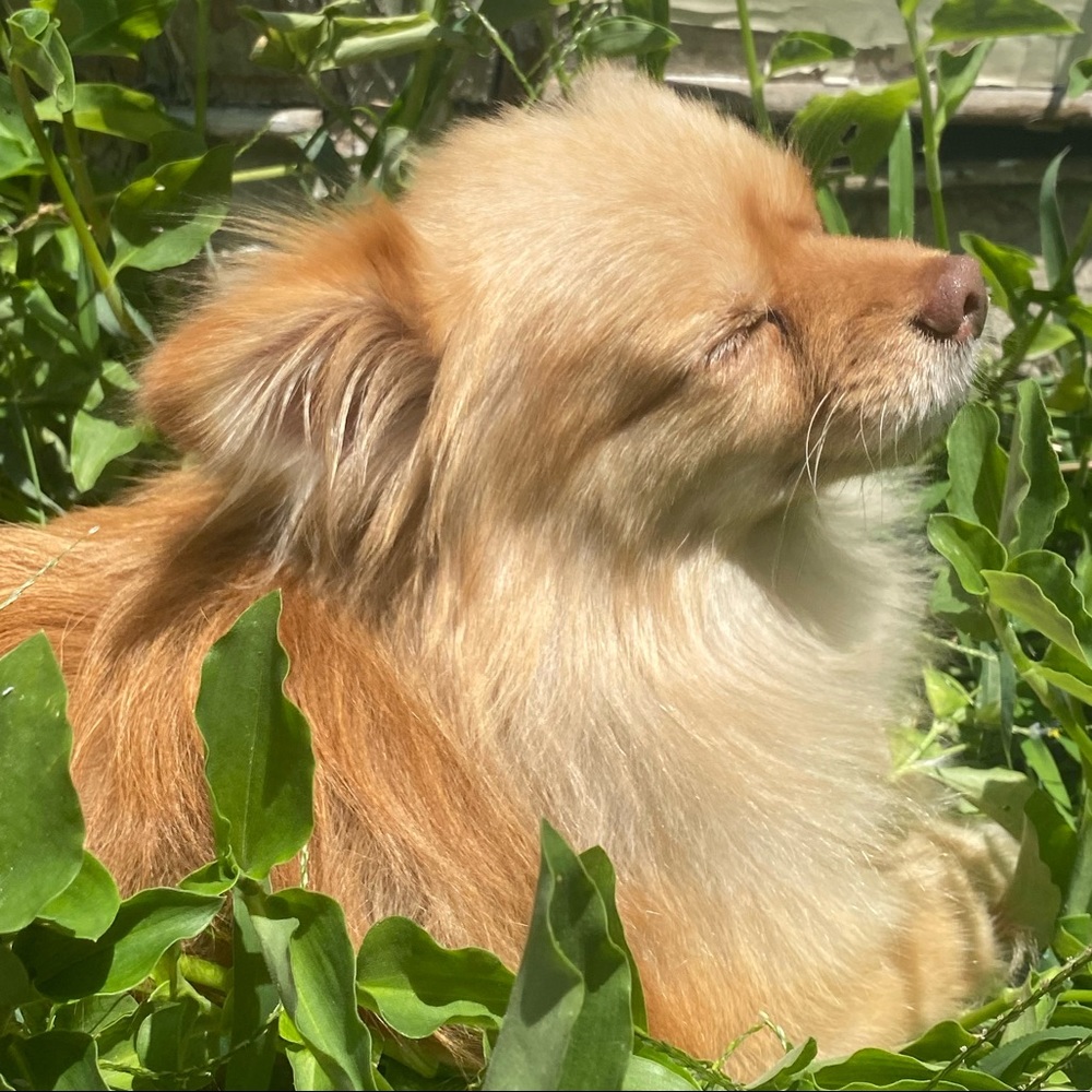 Meet your Posher, Stella